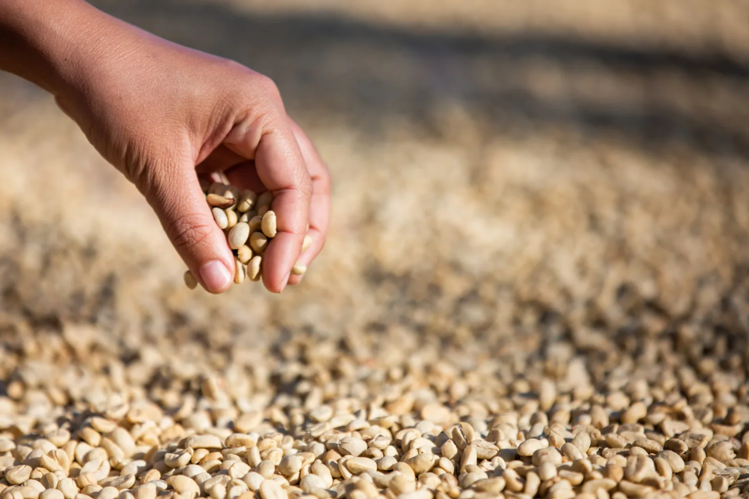 hand picking green coffee bean- blogpost feature image